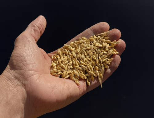Certified Seeds: Guarantee of Quality, Safety and Future