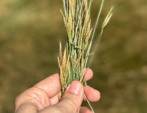 Measure the real impact of cover crops