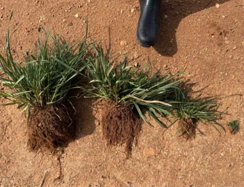 Green Series: the cover crop that protects the soil without competing with the main crop