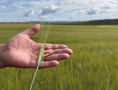 RGT Eclipse: New Spring Barley for More Confident Sowing