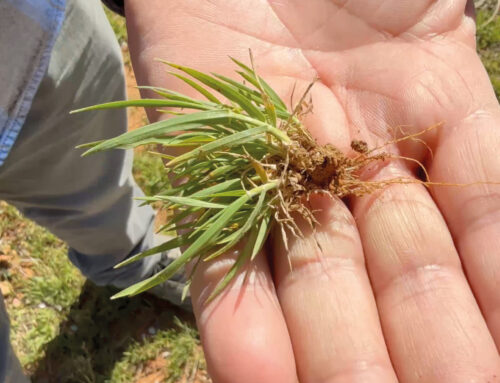 Soil management types in woody crops: differences, advantages, and how to cut maintenance costs by up to 40%