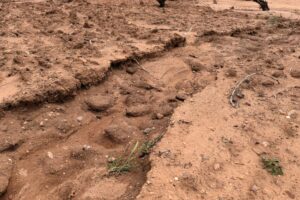 Cárcava formada por escorrentía con raíces expuestas tras lluvias intensas