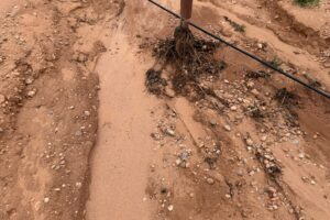 Viñedo con suelo desnudo arrasado por lluvias torrenciales y arrastre de sedimentos