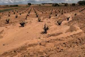 Plantación de pistachero con cubierta vegetal Green Series protegiendo el suelo