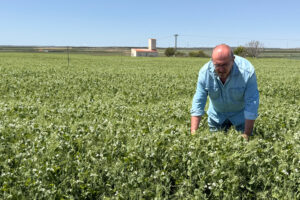 Farmer inspecting an ASTEROID pea plot
