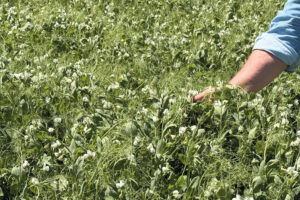 Dense ASTEROID pea crop with white flowers