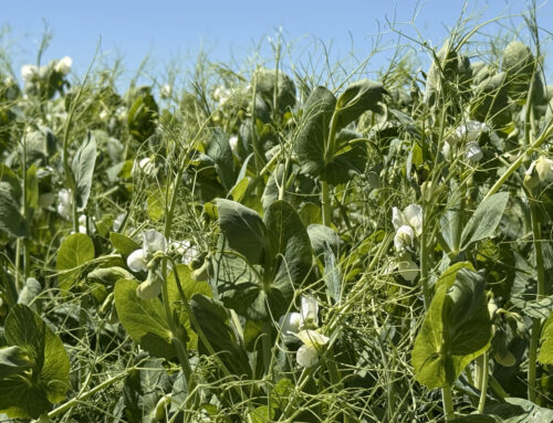 ASTEROID: the new winter pea with high forage potential