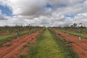 Suelo agrícola con pérdida de estructura tras episodio de lluvias torrenciales