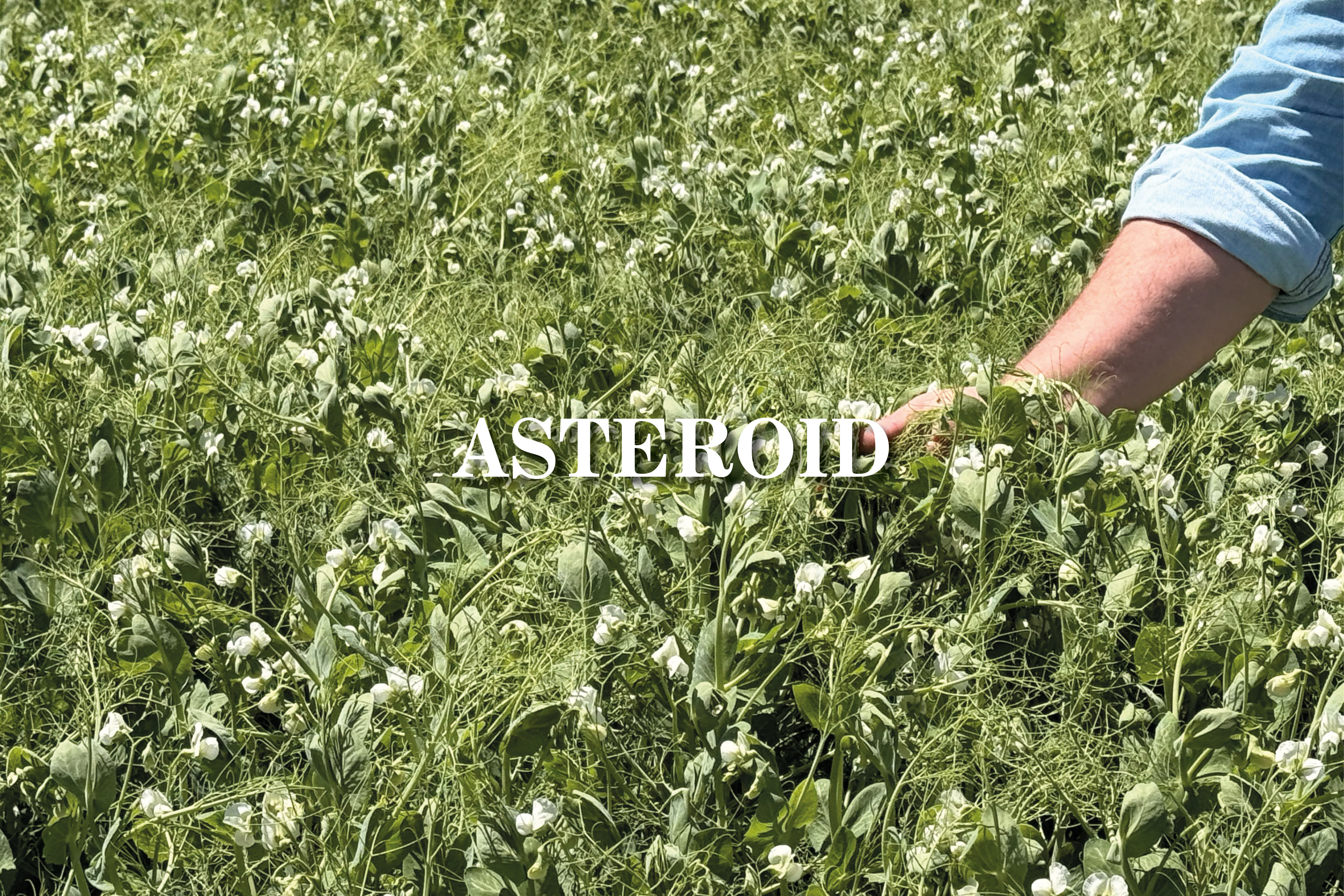 Asteroid variety