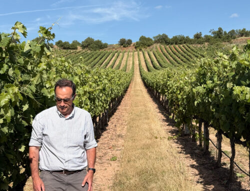 Brachypodium en viñedo: la experiencia de Roberto Frías (Rioja Alta) con la cubierta vegetal Green Series