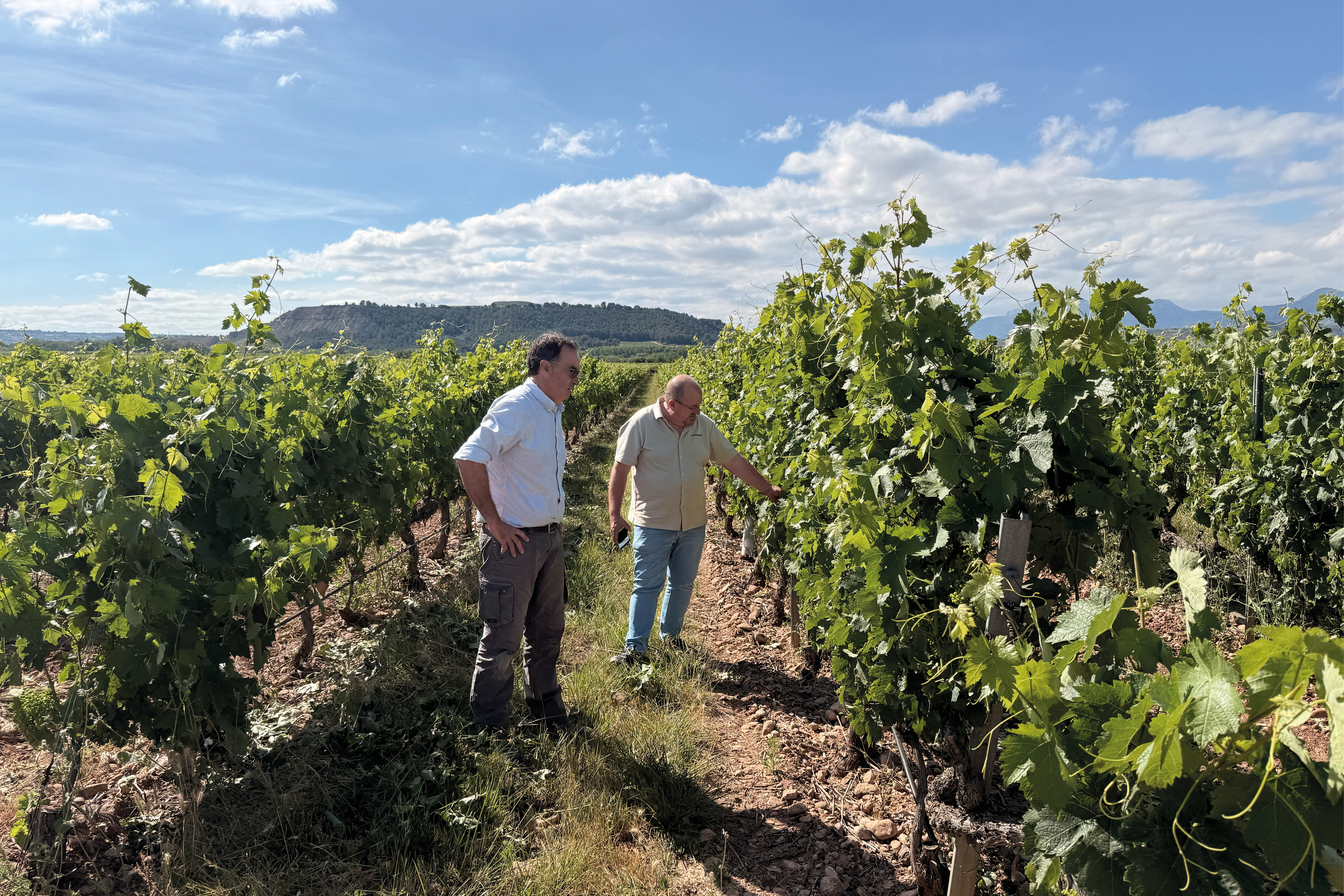 Roberto Frías revisando la viña junto a un colega en el viñedo