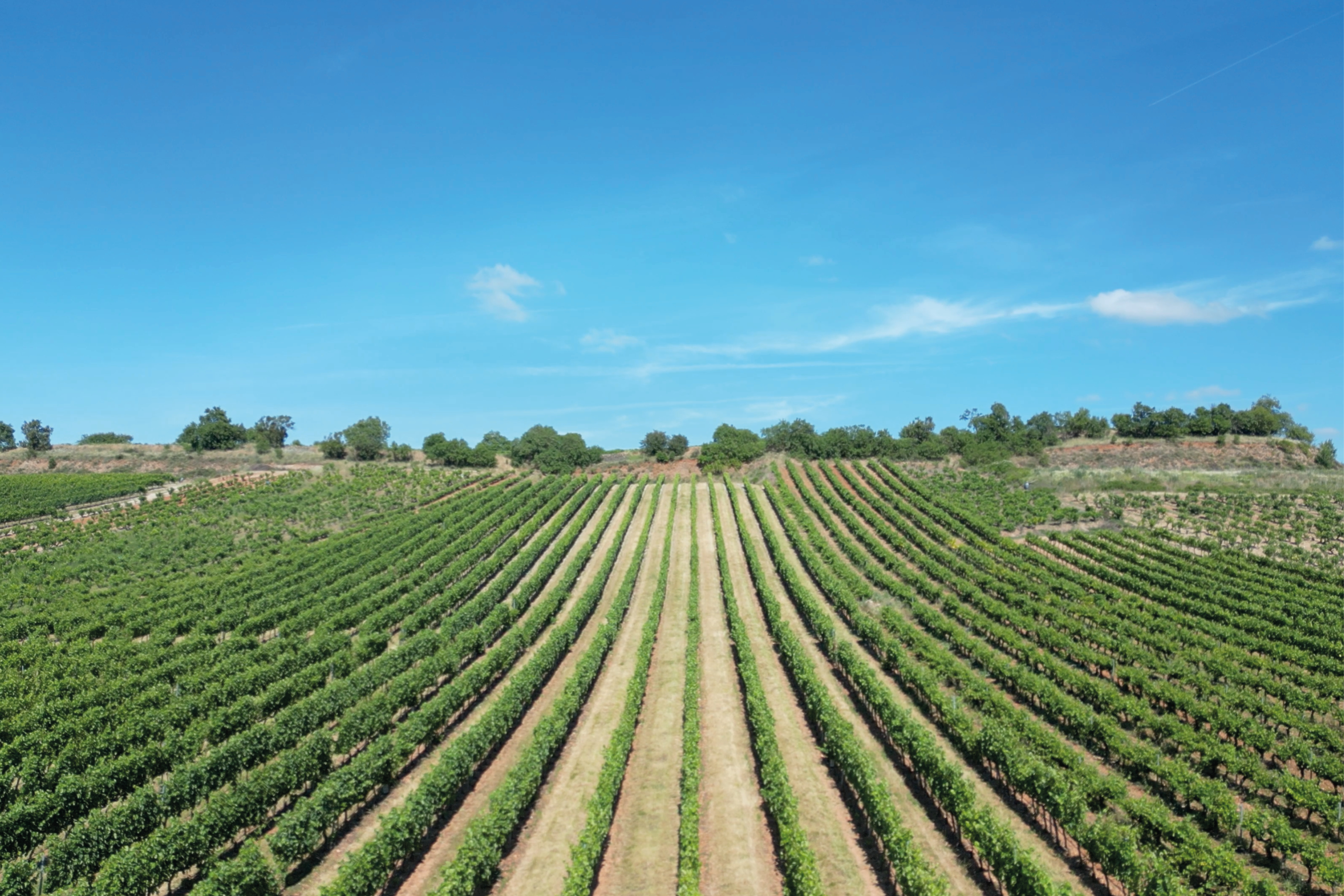 Panorámica de un viñedo de Rioja Alta con cubierta vegetal Green Series