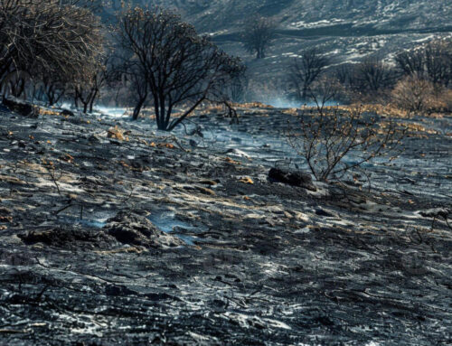 After the wildfire: protecting the soil is the first step to restoring the land