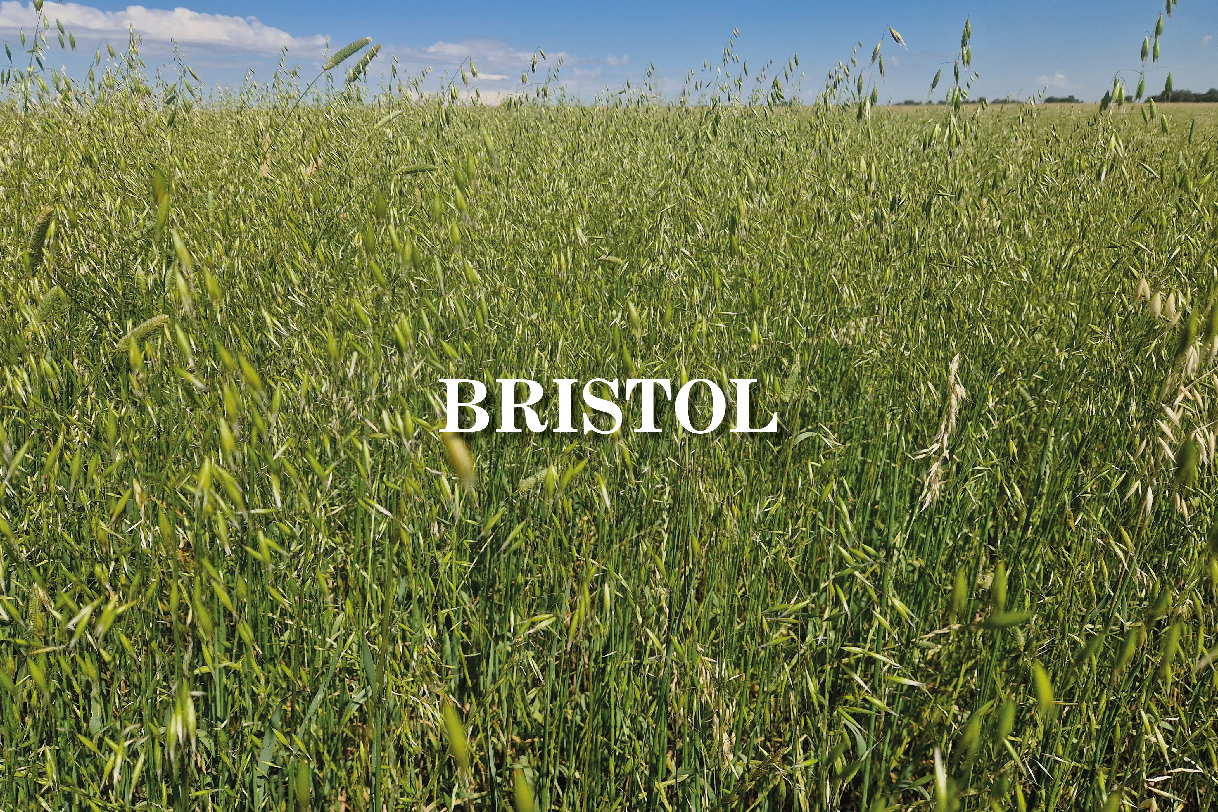 Bristol variety
