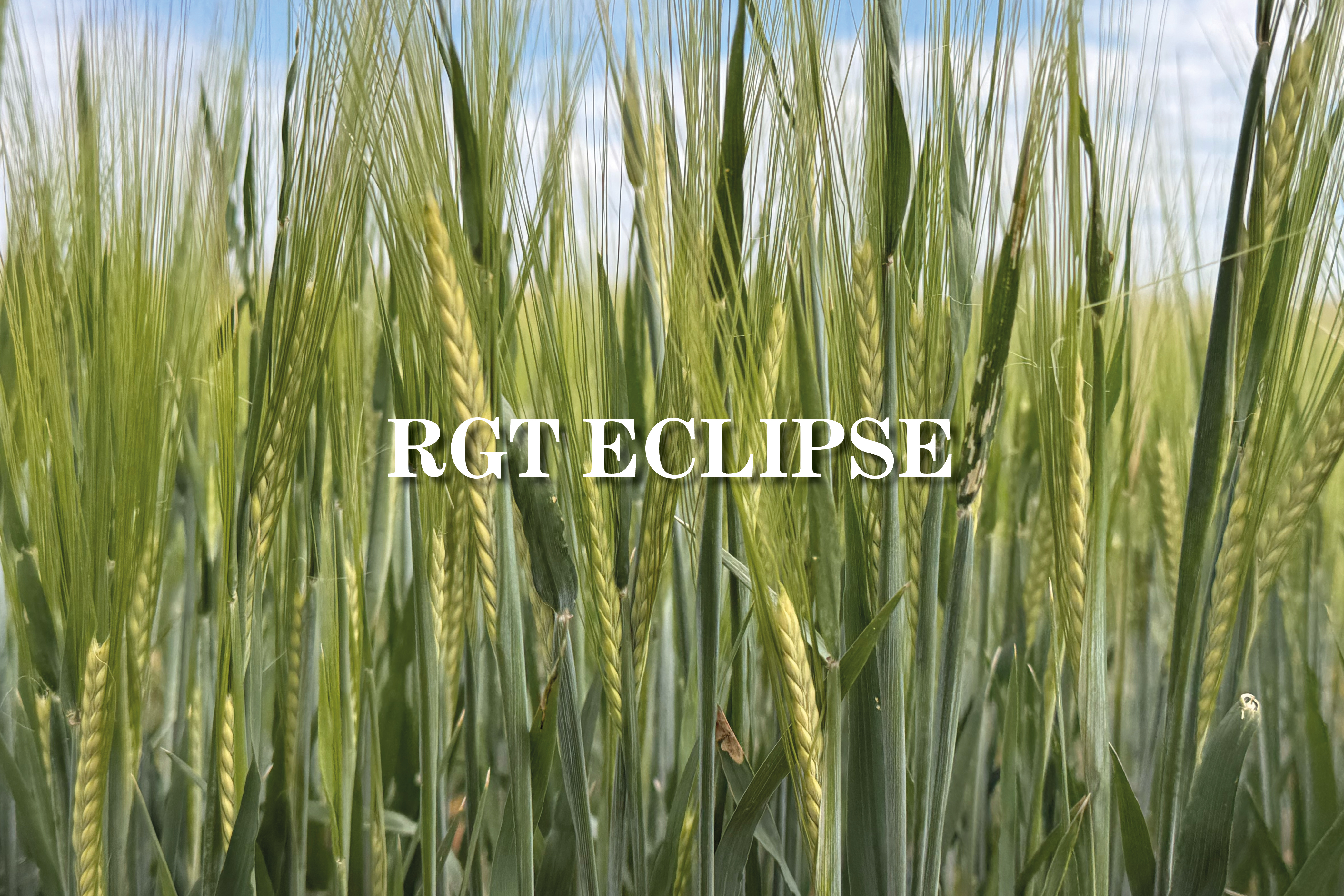 RGT Eclipse variety